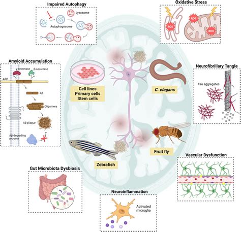 The amyloid hypothesis in Alzheimer disease: new insights from .